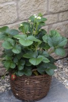 A strawberry planted in a wicker basket. 