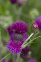 Cirsium rivulare 'Trevor's Blue Wonder', plume thistle, an herbaceous perennial with thistle like flowers from June.