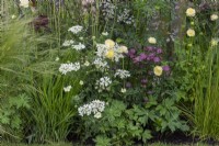 Planting combination of  Trollius x cultorum 'New Moon', Orlaya grandiflora, white laceflower, and Astrantia 'Star of Love', Hattie's pincushion.