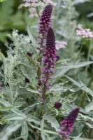 Lysimachia atropurpurea, a perennial with narrow grey leaves and spikes of red flowers in June.