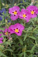 Cistus x purpureus, an evergreen shrub with sticky aromatic foliage and bright pink single flowers from May.