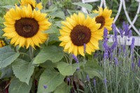 Helianthus annuus 'Little Dorrit' and Lavandula angustifolia 'Hidcote' - Sunflowers and Lavender