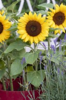 Helianthus annuus 'Little Dorrit' - Sunflowers in a plant pot 