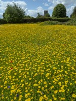Glebionis segetum - Corn marigolds in cultivated wildflower meadow East Ruston Old Vicarage Norfolk UK June