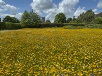Glebionis segetum - Corn marigolds in cultivated wildflower meadow  at East Ruston Old Vicarage Norfolk UK June