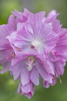 Malva rosea flowering in Summer - June