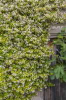 Trachelospermum jasminoides flowering on a house wall in Summer - June