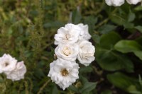 Rosa 'Geschwister Scholl' rose named after a member of the White Rose (Weisse Rose) second world war resistance movement, Sophie Scholl. 