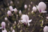Magnolia 'Sundew'