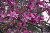 Magnolia sprengeri 'Marwood Spring'