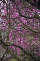Magnolia 'Apollo' with Magnolia sprengeri 'Marwood Spring' behind for colour comparison