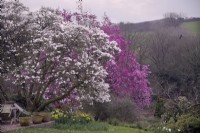 Magnolia x loebneri 'Merrill' with Magnolia sprengeri 'Marwood Spring' in Marwood Hill Garden, Devon