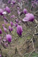 Magnolia 'Iolanthe'