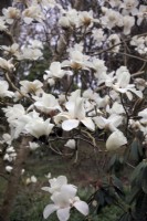 Magnolia Leda - a Gresham hybrid