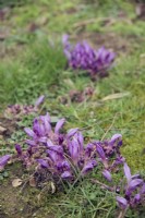 The parasitic Lathraea clandestina or Purple Toothwort growing at the base of a willow tree in Marwood Hill Gardens, North Devon