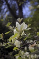 Magnolia 'Yellow Fever'