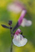 Salvia x greggii 'Strawberries and Cream' flowering in Summer - July
