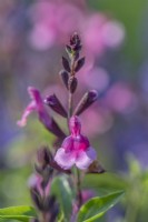 Salvia x greggii 'Icing Sugar' flowering in Summer - July