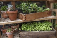 Wooden glasshouse shelves with wooden trays and terracota pots of seedlings and succulent plants