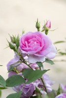 Rosa Cariad Auspanier - English Shrub Rose