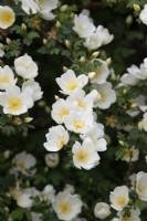 Rosa spinosissima 'Dunwich Rose' - Wild Rose