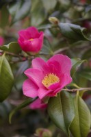 Camellia 'Jimmy Smart'