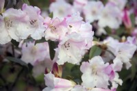 Rhododendron 'Lady Alice Fitzwilliam'