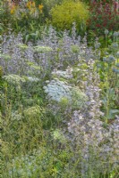 Ammi majus flowering with Salvia sclarea var. turkestanica in an informal country cottage garden border in Summer - June