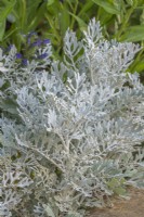 Senecio cineraria 'Silver Dust' foliage in Summer - July