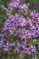 Pelargonium 'Deerwood Lavender Lass' flowering in Summer - July