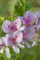 Pelargonium grandiflorum 'Album' flowering in Summer - July