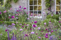 Terrace border with Salvias and Scabious in front of window