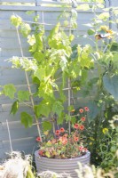 Vitis 'Lakemont' Grapevine underplanted with Tropaeolum 'Salmon Baby' in large container with bamboo trellis as support
