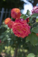 Rosa 'Mein Munchen' rose