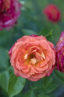 Rosa 'Mein Munchen' rose