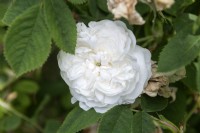 Rosa 'Madame Hardy' rose