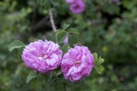 Rosa 'A Longs Pedoncules' rose