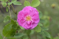 Rosa 'Adam Messerich' rose