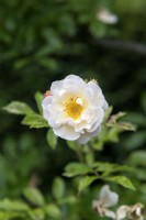 Rosa 'Ghislaine de Feligonde' rose