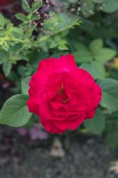 Rosa 'Grande amore' rose