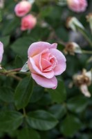 Rosa 'Rosendal' rose