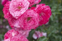 Rosa 'Royal Bonica' rose