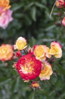 Rosa 'Firebird' rose 