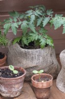 Young tomato plants in plastic pots disguised by hessian.