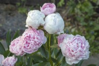 Paeonia lactiflora 'Sarah Bernhardt' Peony 'Sarah Bernhardt'