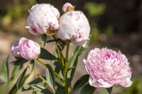 Paeonia lactiflora 'Sarah Bernhardt' Peony 'Sarah Bernhardt'