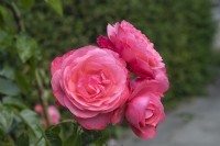 Rosa 'Rosanna' rose 