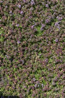 Thymus serpyllum, Breckland thyme