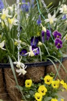 Narcissus 'Sailboat' with Viola cornuta hybrids growing in a hanging basket
