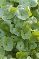 Winter Purslane or Miners Lettuce -  Claytonia perfoliata